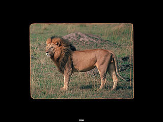 download African Animals (NM) Screensaver