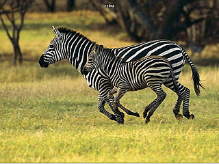 download African Animals Screensaver