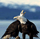 download American Bald Eagles Screensaver By WI