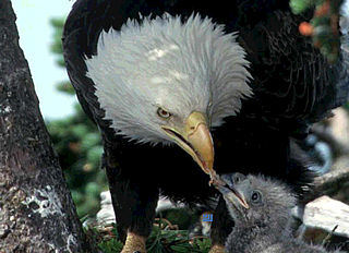 download American Bald Eagles Screensaver By WI