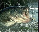 download Bass Fishing v1 Screensaver