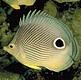 download Beautiful Fish v2.0 Screensaver