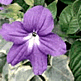 download Beautiful Flowers v4.0 Screensaver