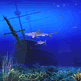 download Living 3D Sharks Screensaver