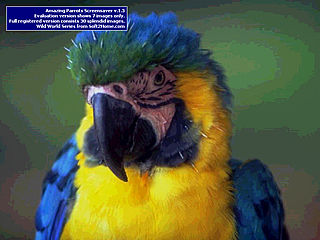 download Amazing Parrots v1.3 Screensaver