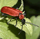 download Insects Screensaver By SD