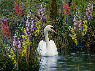 download Swans and Flowers Screensaver