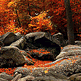 download 3D Autumn Wood Screensaver