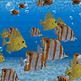 download 3D Fish School v2.31 Screensaver