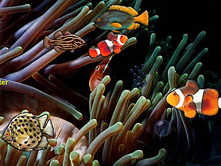 download Serene Fish Screensaver