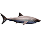 download Sharks, Terrors Of The Deep v0.9 Screensaver