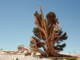 download Ancient Trees II Screensaver