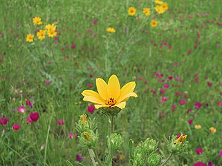 download Awesome Flowers Screensaver