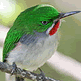 download Magnificent World Of Birds v1.0 Screensaver