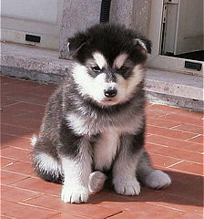 download Malamute Puppies Screensaver