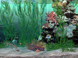 download Marine Tank 3D Screensaver