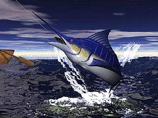 download Marlin Fishing v1.0 Screensaver