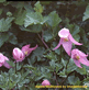 download Alpine Wildflowers Screensaver