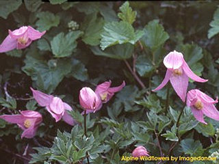 download Alpine Wildflowers Screensaver