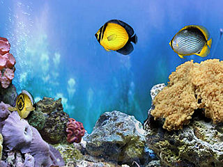 download Amazing 3D Aquarium Add-on Chaetodont II Screensaver