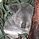 download Australia Flora And Fauna Screensaver