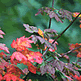 download Autumn Leaves Screensaver