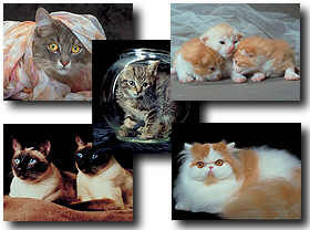 download Cats and Kittens Screensaver