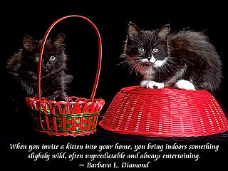 download Cats And Quotes Scenic Reflections Screensaver