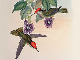 download John Gould Hummingbirds Screensaver