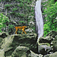 download Jungle Waterfall Screensaver by Elefun
