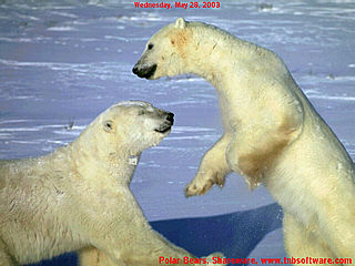 download Polar Bear v2 Screensaver