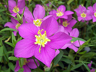 download Texas Wildflowers Screensaver