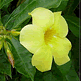 download Floral Paradise Of Hawaii Screensaver #1