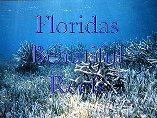 download Florida's Beautiful Reefs v403 Screensaver