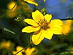 download Flowers Natural Beauty Screensaver