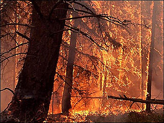 download Forest Fires Screensaver