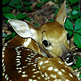 download Deer One Screensaver