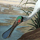 download Audubon Close Up Big Birds Screensaver