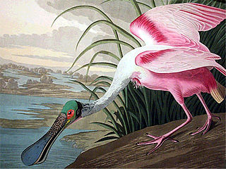 download Audubon Close Up Big Birds Screensaver