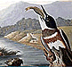 download Audubon Close Up Flying Jewels Screensaver