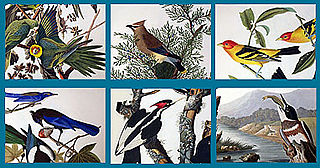 download Audubon Close Up Flying Jewels Screensaver