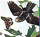 download Audubon Close Up Nesting Birds Screensaver