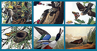 download Audubon Close Up Nesting Birds Screensaver