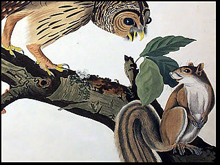 download Audubon Close Up Woods And Marsh Birds Screensaver