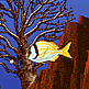 download Little Fishy Screensaver