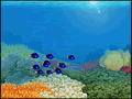 download Living Coral Screensaver