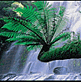 download LivingWaters-Russell Falls v1.2 Screensaver