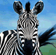 download 7art Stripy Zebra Screensaver