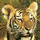 download 7art Stunning Tigers Screensaver