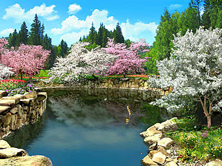 download 3D Spring Blossoms Screensaver